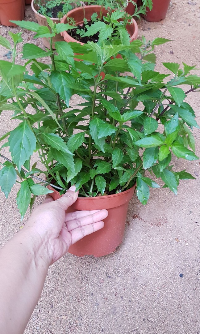 Misai Kucing Orthosiphon Stamineus Gardening Plants On Carousell