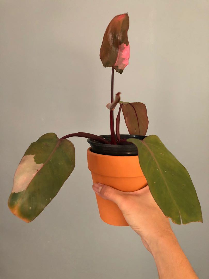 Philodendron Pink Princess, Furniture & Home Living, Gardening ...