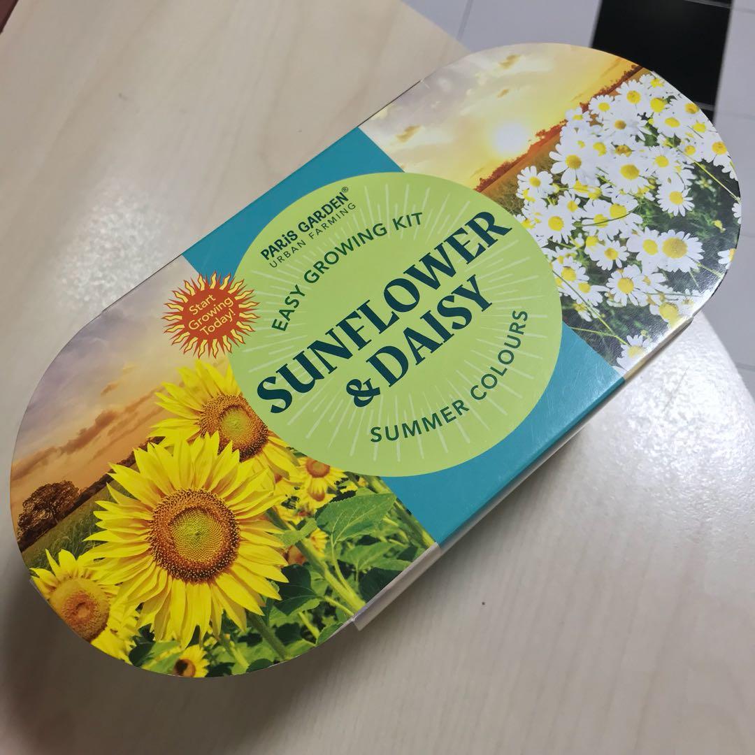 Sunflower And Daisy Plant In A Pot Gardening Plants On Carousell