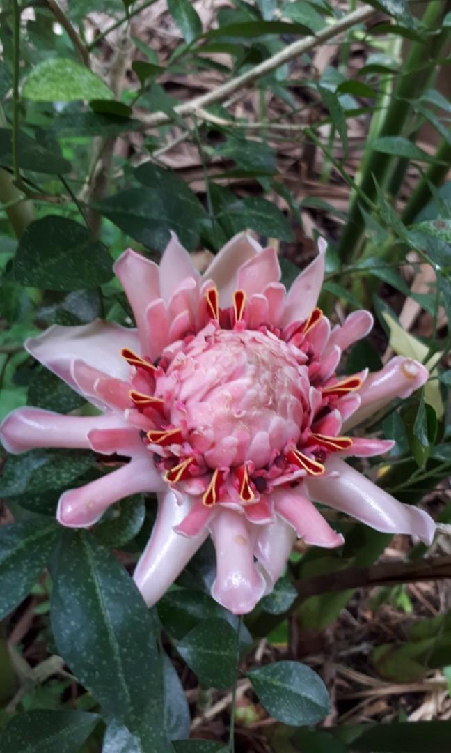Pink ginger torch plant or pink ginger torch bud, Bunga kantan for sale