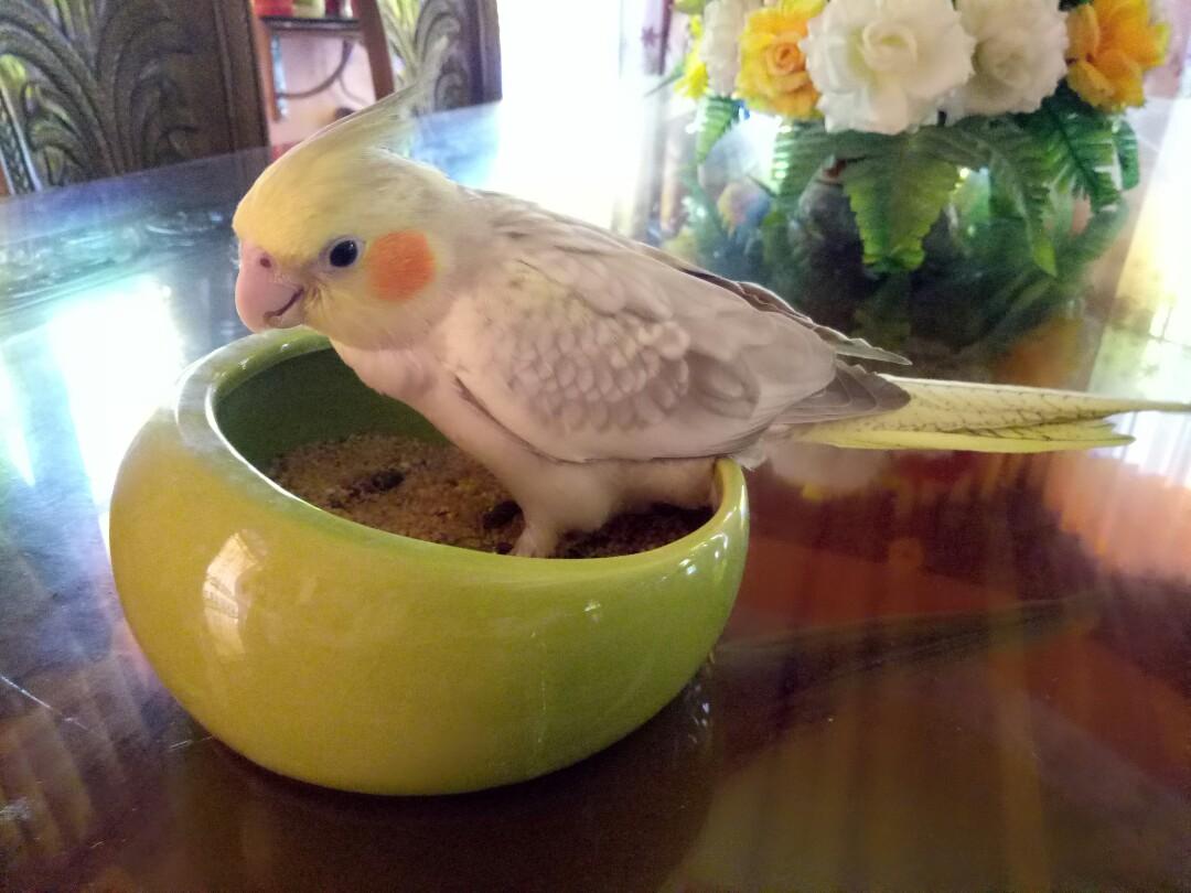 Burung Cockateil Jinak Untuk Dijual Pet Supplies Pet Accessories On Carousell