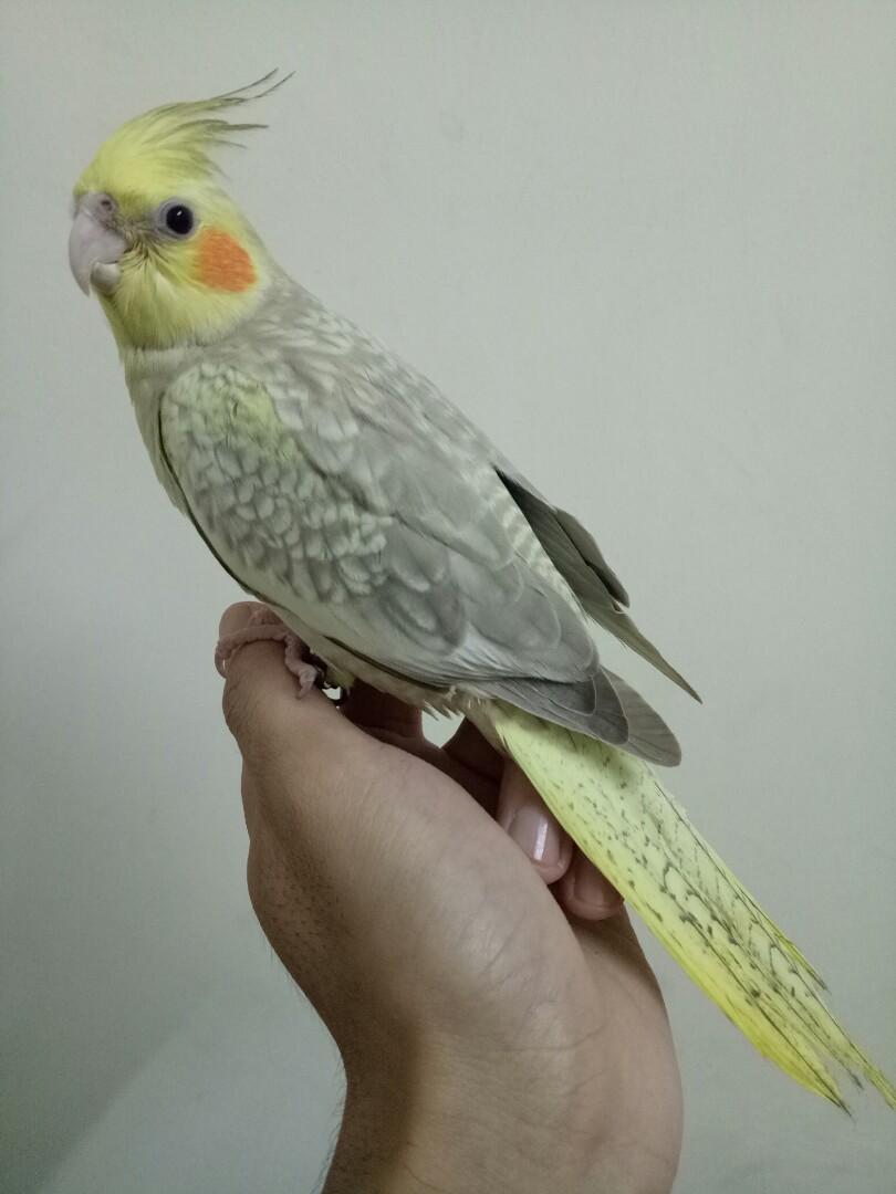 Burung Cockateil Jinak Untuk Dijual Pet Supplies Pet Accessories On Carousell