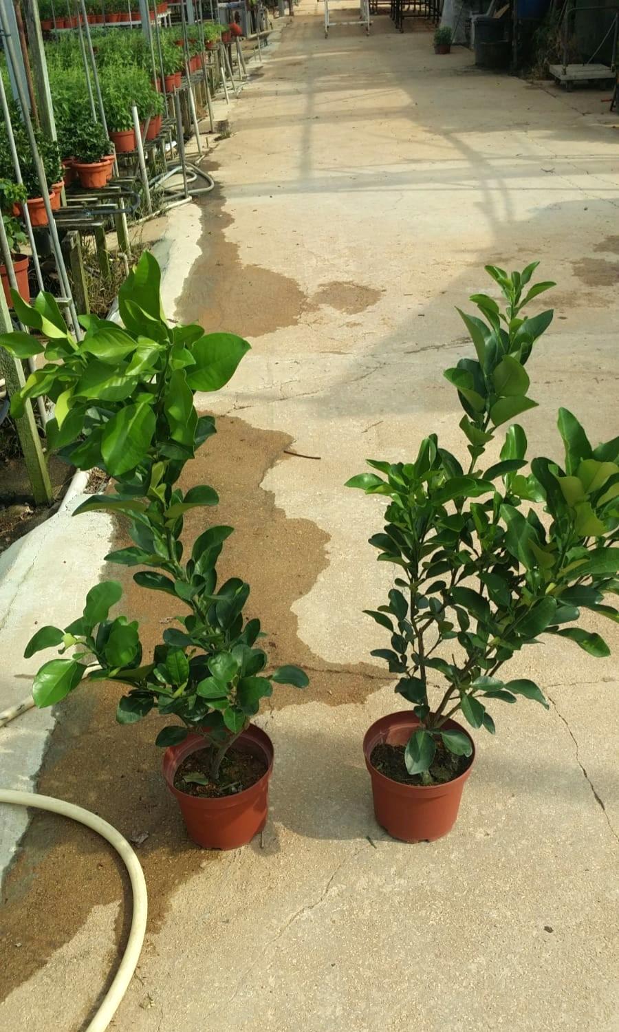 Plant Pomelo leaves plant 柚子叶 (23cm pot), Furniture & Home Living