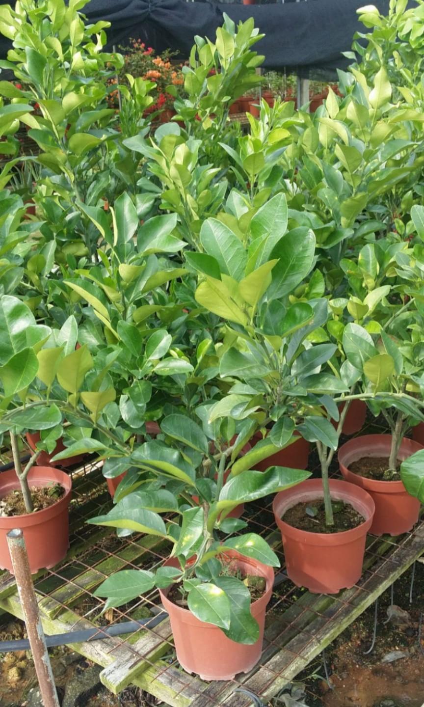 Plant Pomelo leaves plant 柚子叶 (23cm pot), Furniture & Home Living