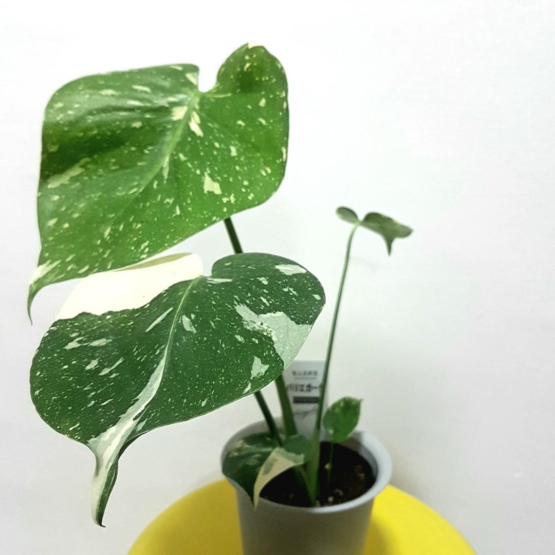 Monstera Thai Constellation Gardening Plants On Carousell