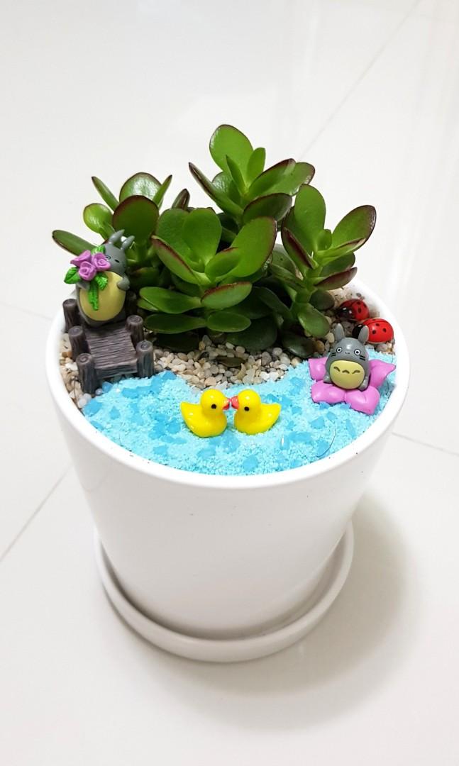Jade Plant Terrarium Garden Gardening Plants On Carousell