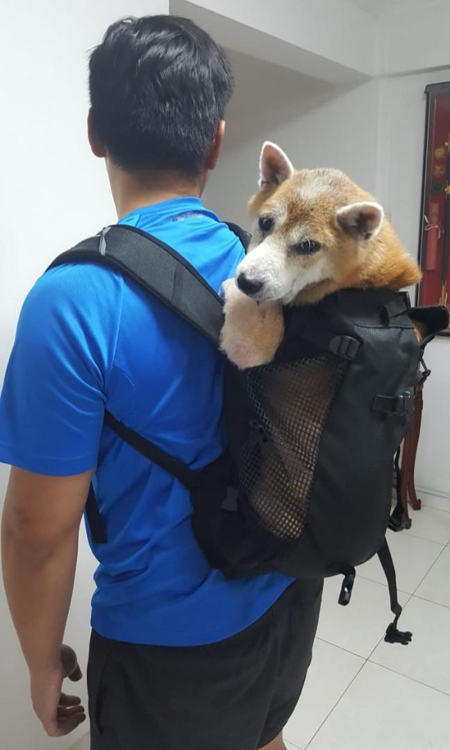 K9 sport shop sack shiba inu