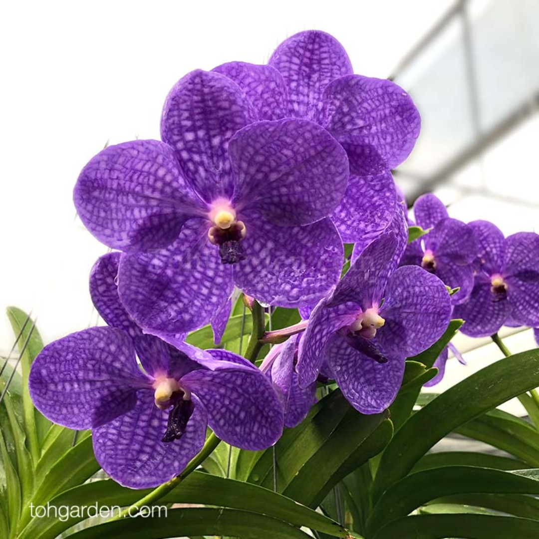 Large Blue Vanda Hanging Orchid Plants Gardening Plants On Carousell