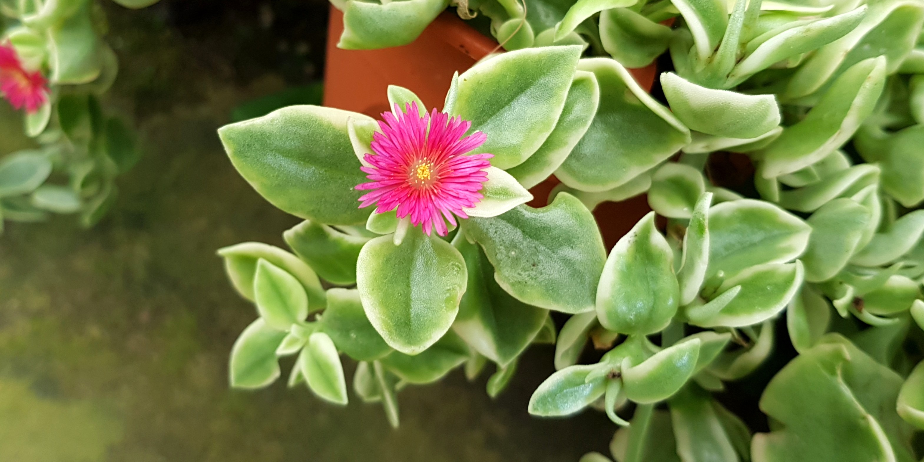 Plant Aptenia Cordifolia Heartleaf Ice Plant Baby Sun Rose Furniture Home Living Gardening Plants Seeds On Carousell