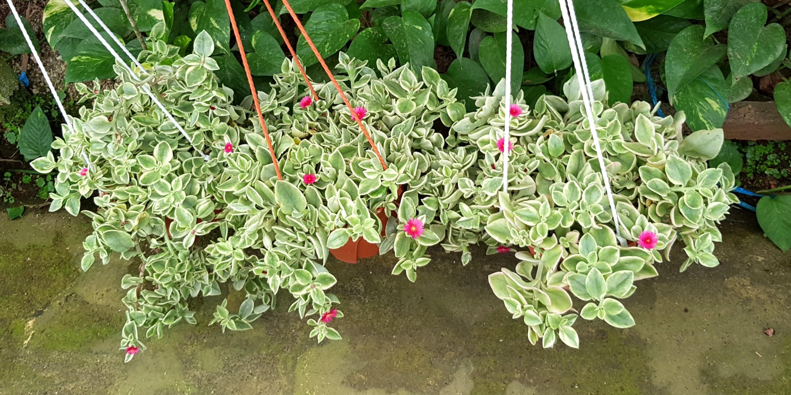Plant Aptenia Cordifolia Heartleaf Ice Plant Baby Sun Rose Furniture Home Living Gardening Plants Seeds On Carousell