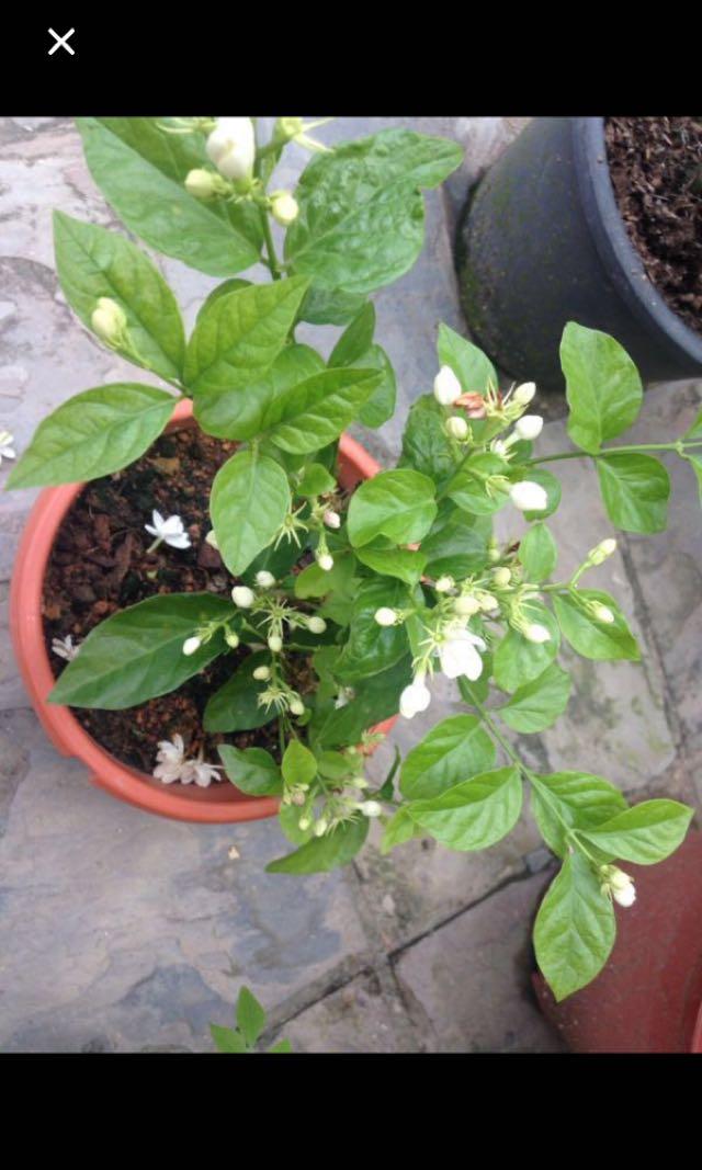 White Jasmine Plant Gardening Plants On Carousell