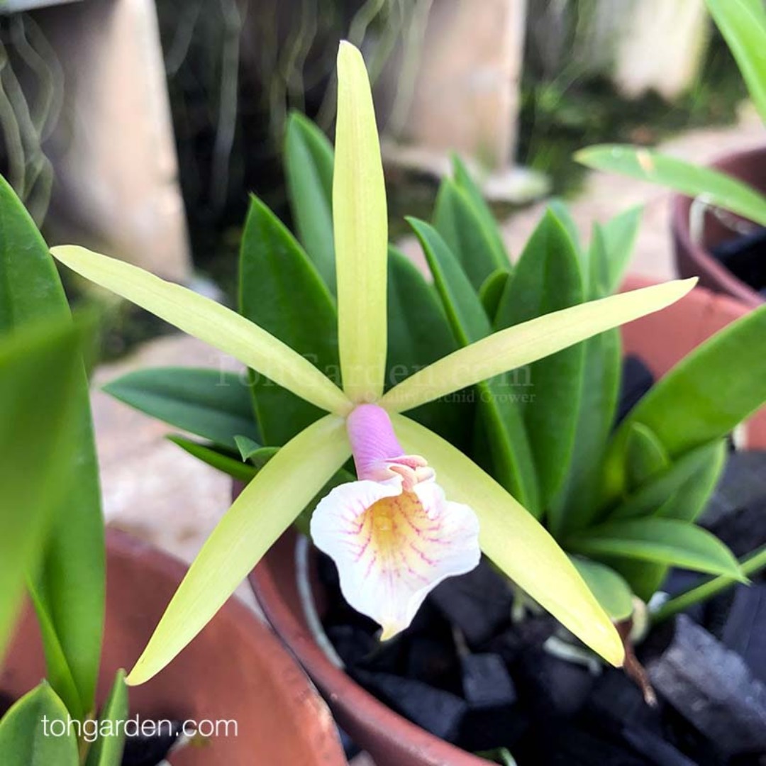 Brassocattleya Hybrids Small Orchid Potted Plant In Clay Pot Gardening Plants On Carousell