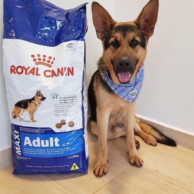 Royal Canin Maxi Adult Dry Dog Food Pet Supplies For Dogs Dog Food On Carousell