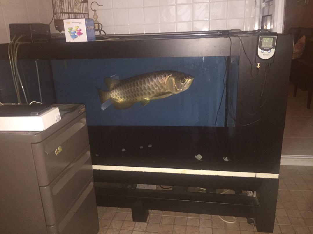 low fish tank stand