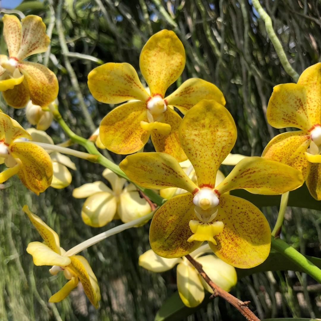 Fragrant Vanda Merilli Hybrids Hanging Orchid Plant Gardening Plants On Carousell