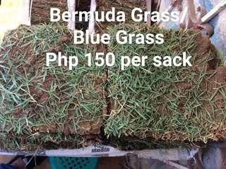 Bermuda Grass View All Bermuda Grass Ads In Carousell Philippines