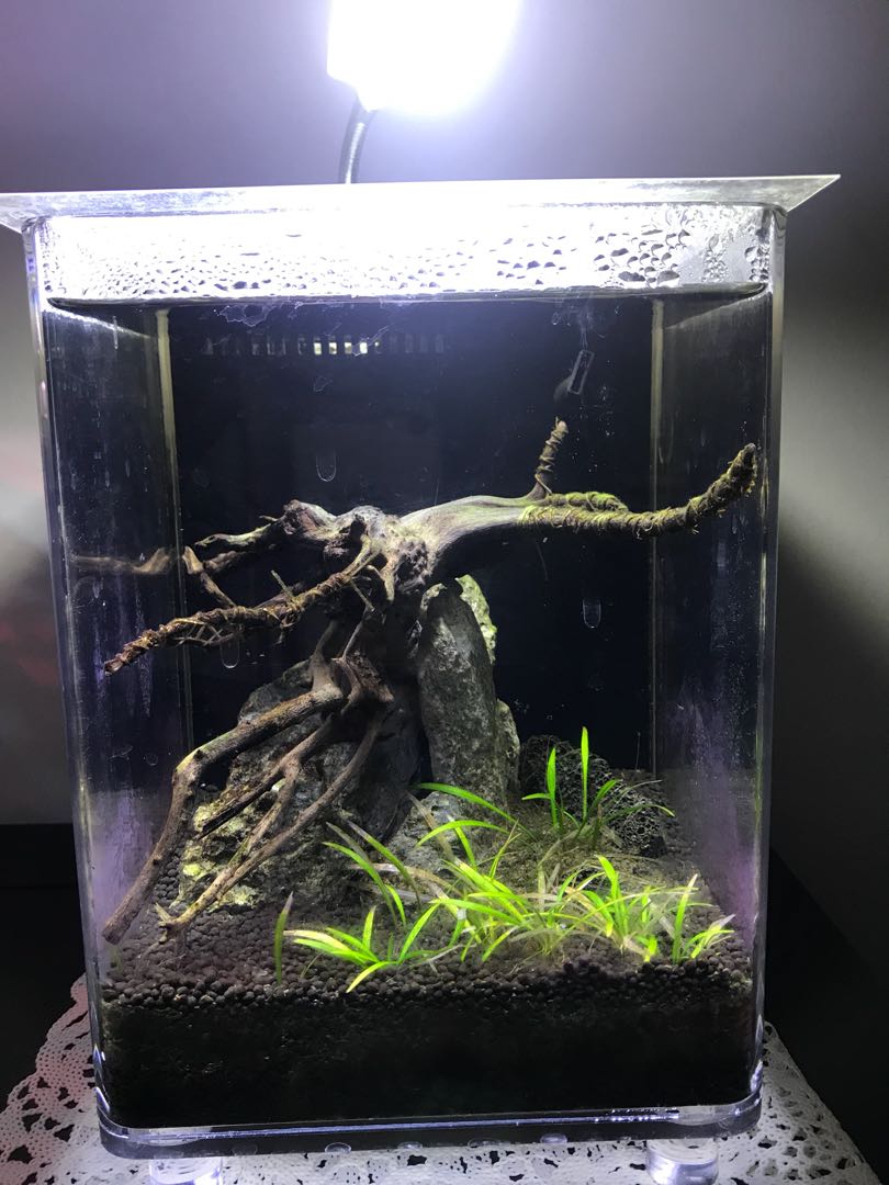 Fish tank with filter and light