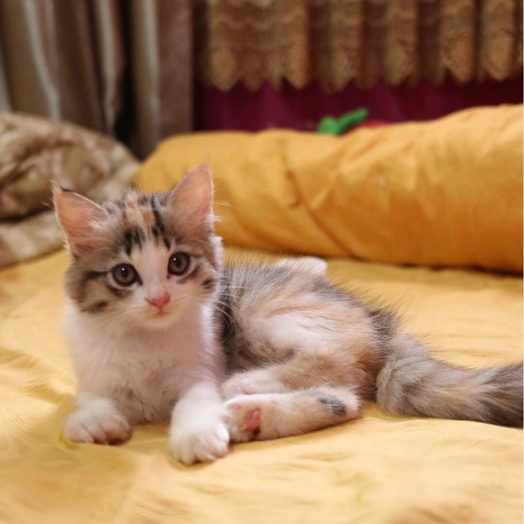 Paket Perlengkapan Jual Cepat Kucing Mainecoon Persia Himalaya Mix Perlengkapan Hewan Aksesoris Hewan Di Carousell