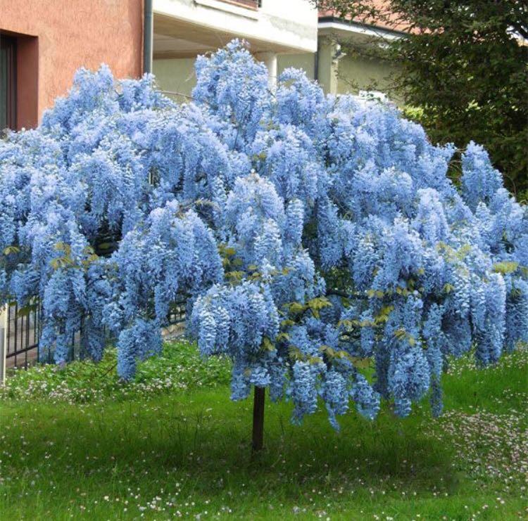 Mix Colour Chinese Wisteria Bonsai Seeds Home Furniture Furniture Fixtures Others On Carousell