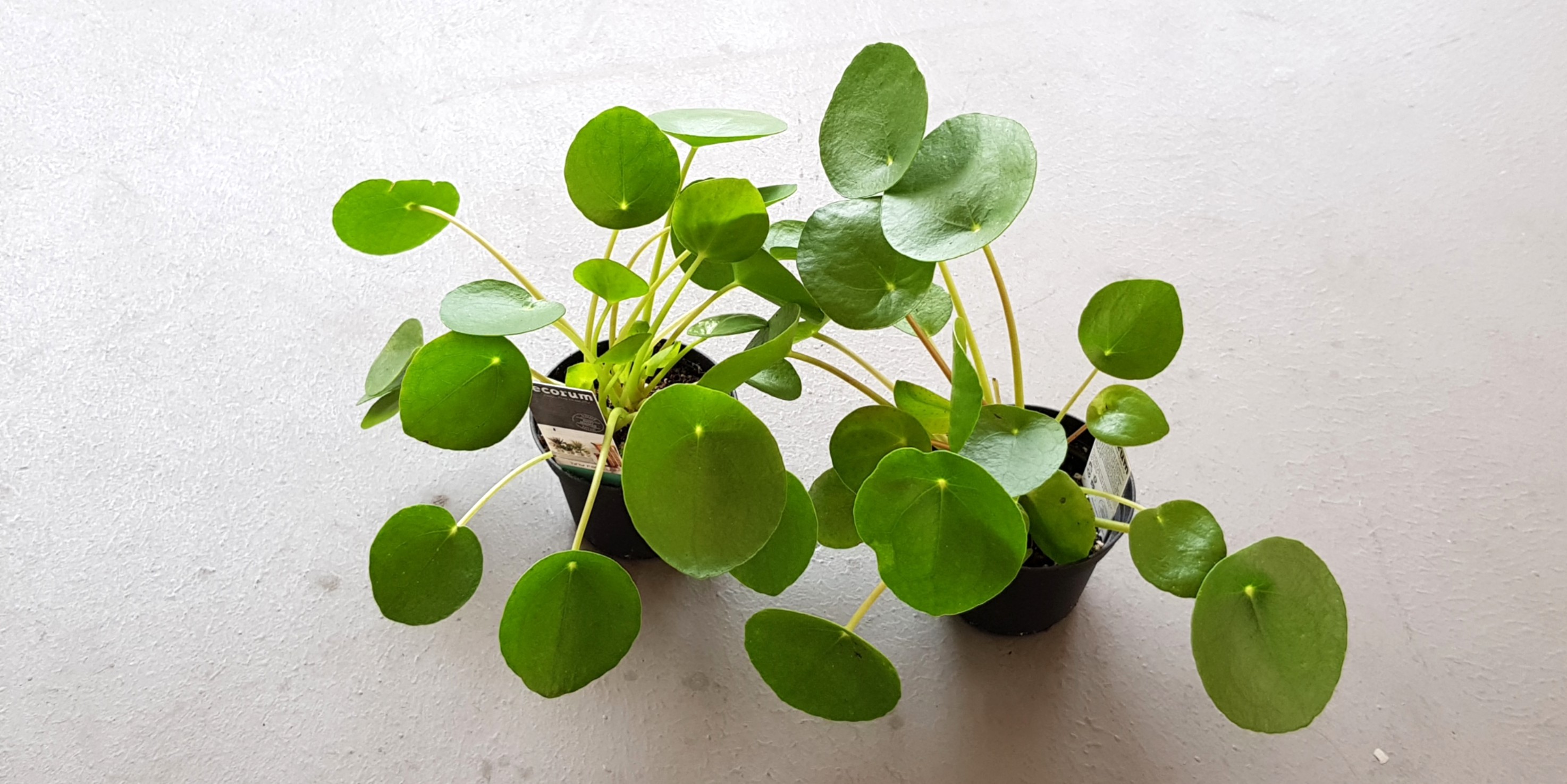 Plant - Pilea Peperomioides / Chinese Money Plant ($18/$28)