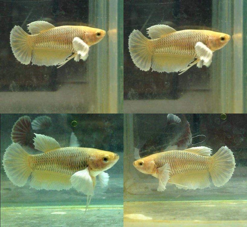 Ikan Cupang Big Ear Female Soft Gold Pineapple Perlengkapan Hewan Aksesoris Hewan Di Carousell