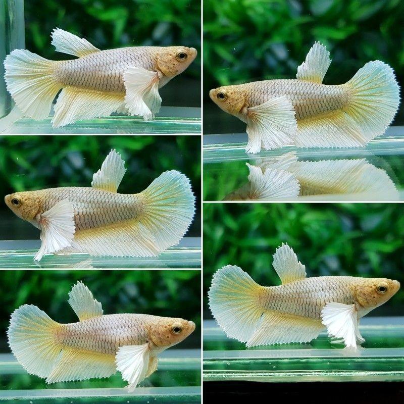 Ikan Cupang Big Ear Female Soft Gold Pineapple Perlengkapan Hewan Aksesoris Hewan Di Carousell