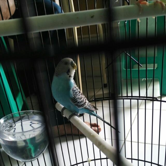 Parkit Pet Supplies Accessories On Carousell