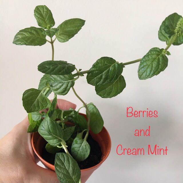 Berries And Cream Mint Furniture Home Living Gardening Garden Soil Fertilisers On Carousell Berries And Cream Mint Furniture Home Living Gardening Garden Soil Fertilisers On Carousell