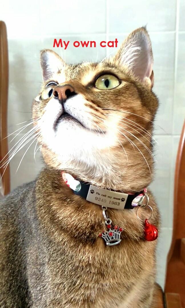 Customized Engraving Pet Collar Tag With Free Bell Charms For Kittens Cats Pet Supplies For Cats Cat Accessories On Carousell