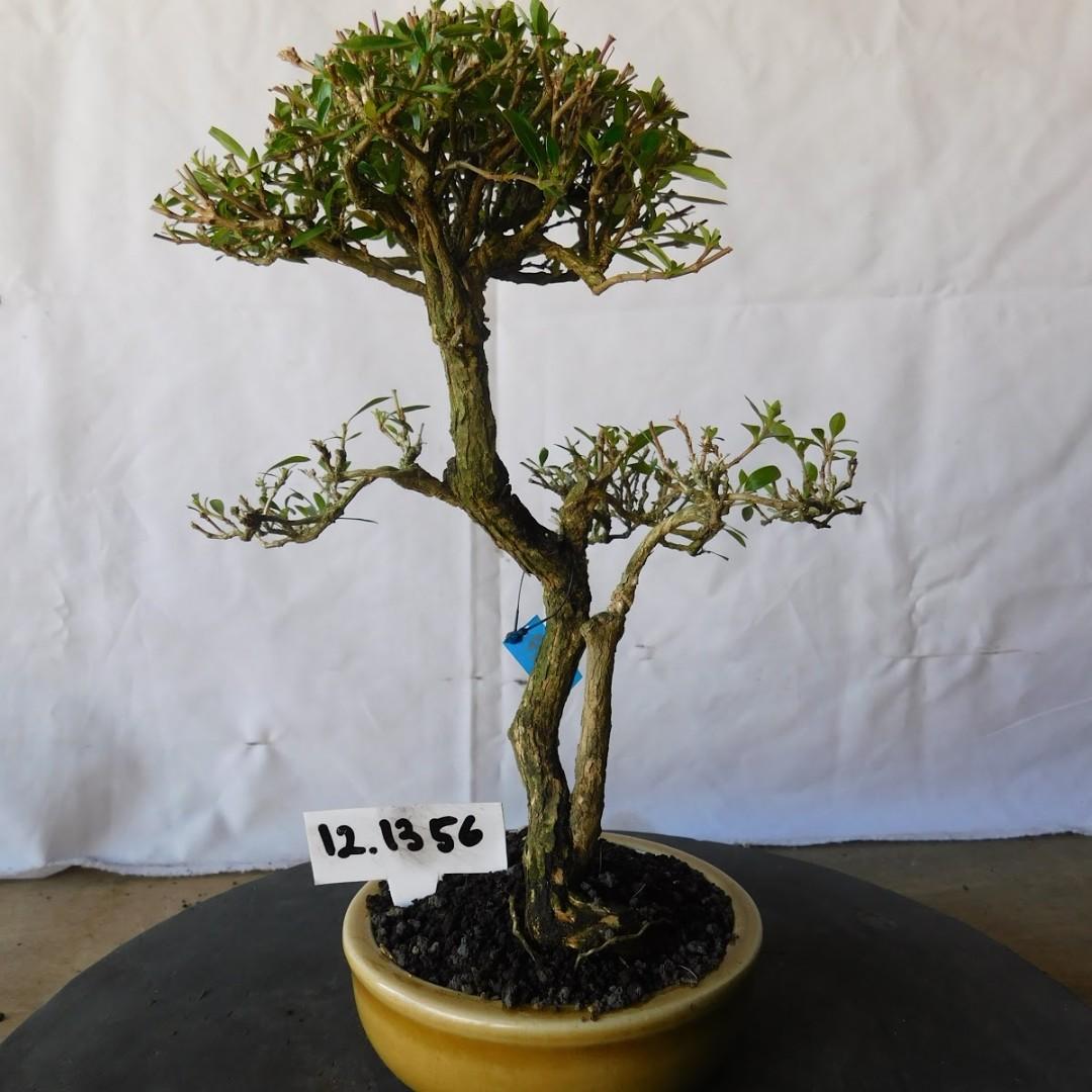 Bonsai Serissa Foetida 12 1356 Home Furniture Furniture Fixtures Others On Carousell
