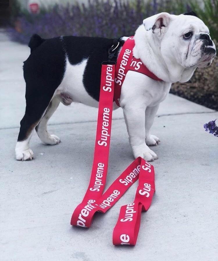Supreme 2025 harness dog