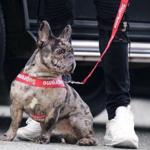 Supreme harness top dog
