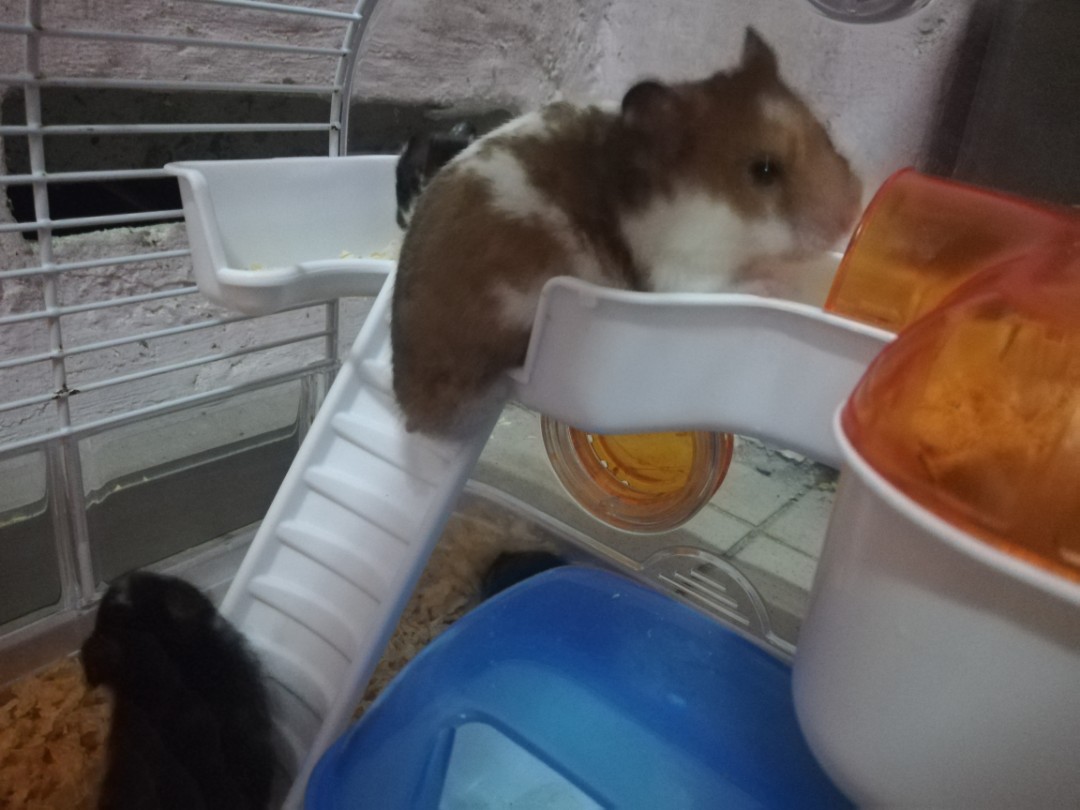 Hotel untuk hamster turtle Pet Supplies Homes Other Pet Accessories on Carousell