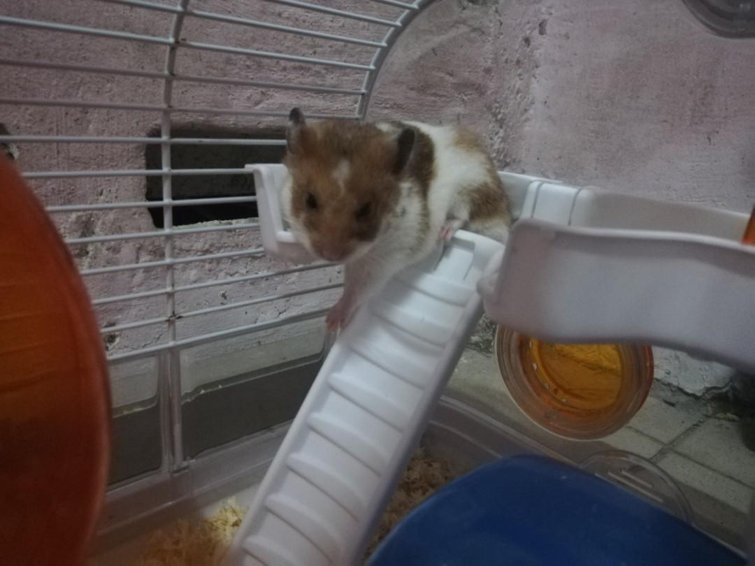 Hamster store hotel cage