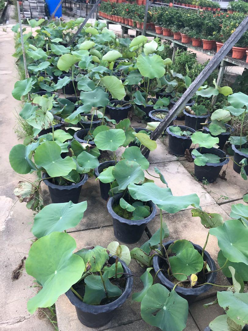 Lotus plant for sale, Furniture & Home Living, Gardening, Plants