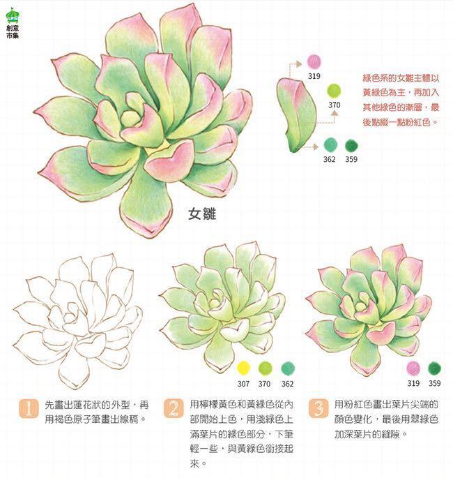 38 Succulent Drawing Coloured Pencil Tutorial Hand Paint