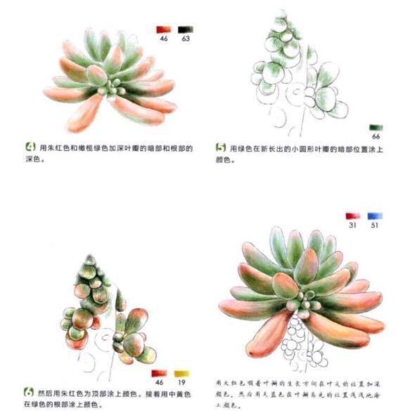 38 Succulent Drawing Coloured Pencil Tutorial Hand Paint