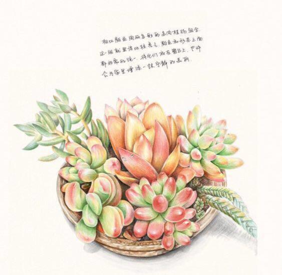 38 Succulent Drawing Coloured Pencil Tutorial Hand Paint