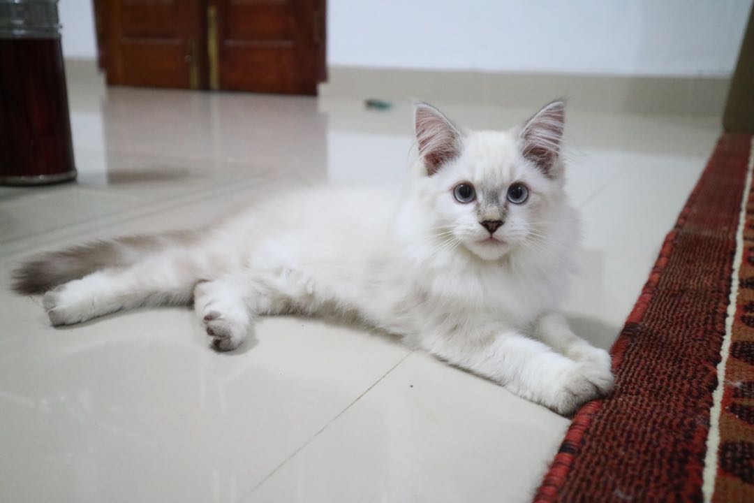 kucing: Kucing Himalaya Putih