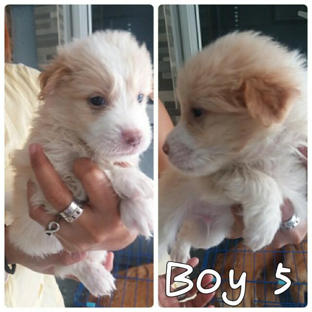 full breed pugs for sale