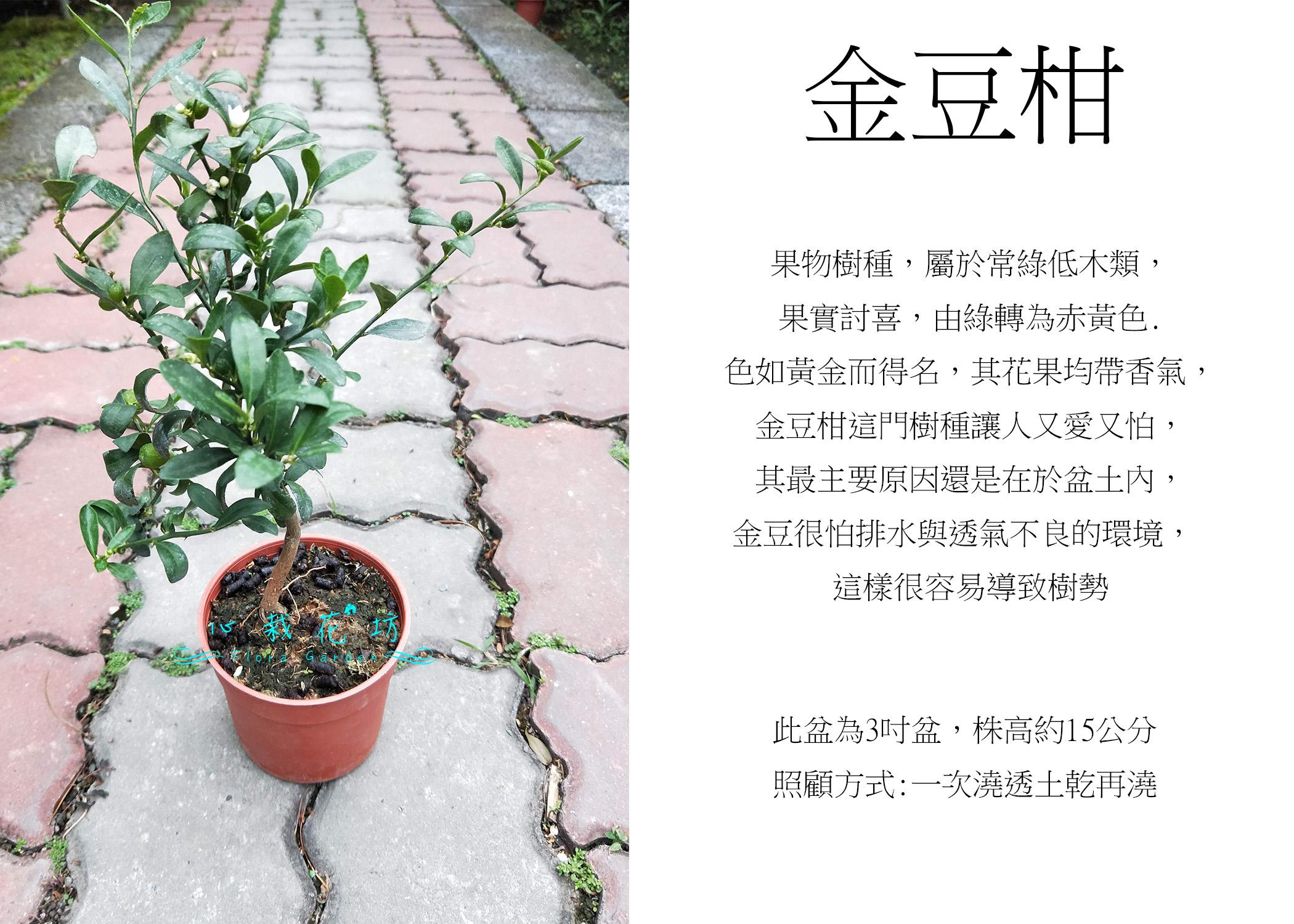 心栽花坊 金豆柑 4吋 造型樹 綠化植物 綠籬植物 售價0特價180 居家生活 園藝在旋轉拍賣