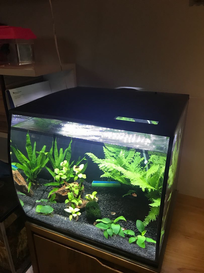 Flex fish top tank