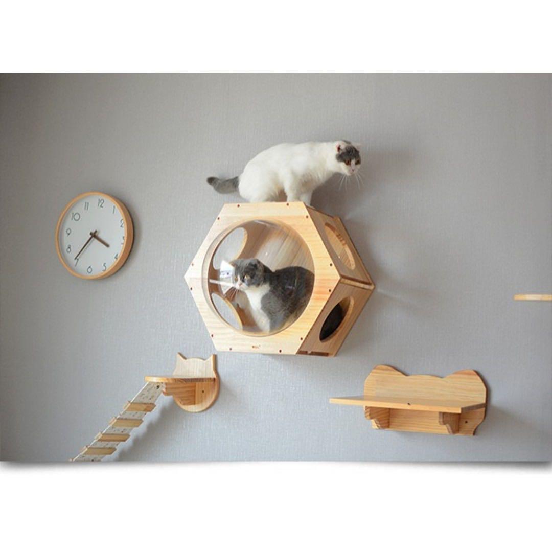cat wall condo