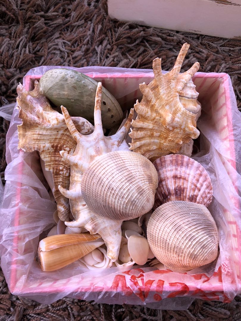 HANDPICKED SEASHELL COLLECTION, Hobbies & Toys, Stationery & Craft