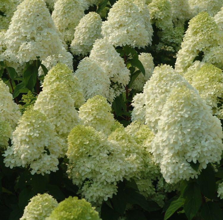 Limelight Hydrangea Paniculata Seeds Home Furniture Furniture Fixtures Others On Carousell