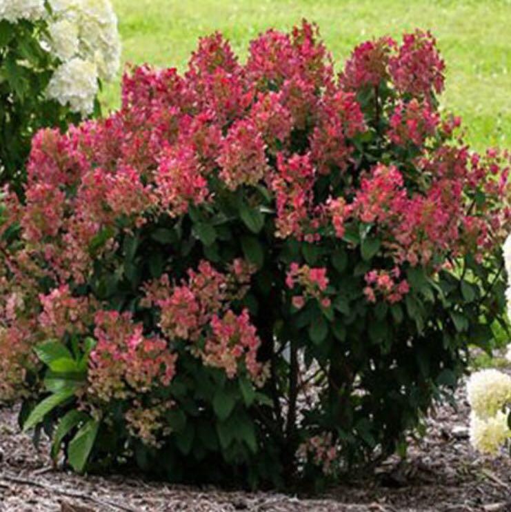 Ruby Slippery Oak Leaf Hydrangea Paniculata Seeds Home Furniture Furniture Fixtures Others On Carousell