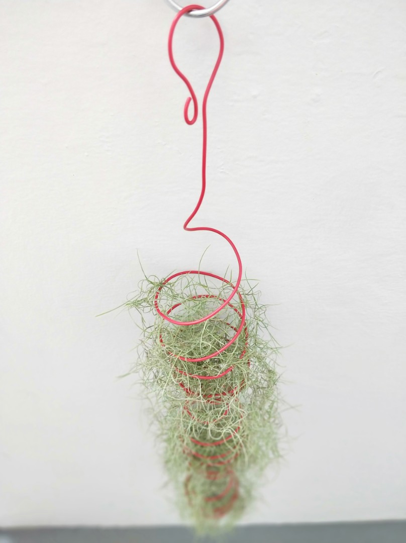 Spanish Moss, airplant, with red spiral holder., Furniture & Home