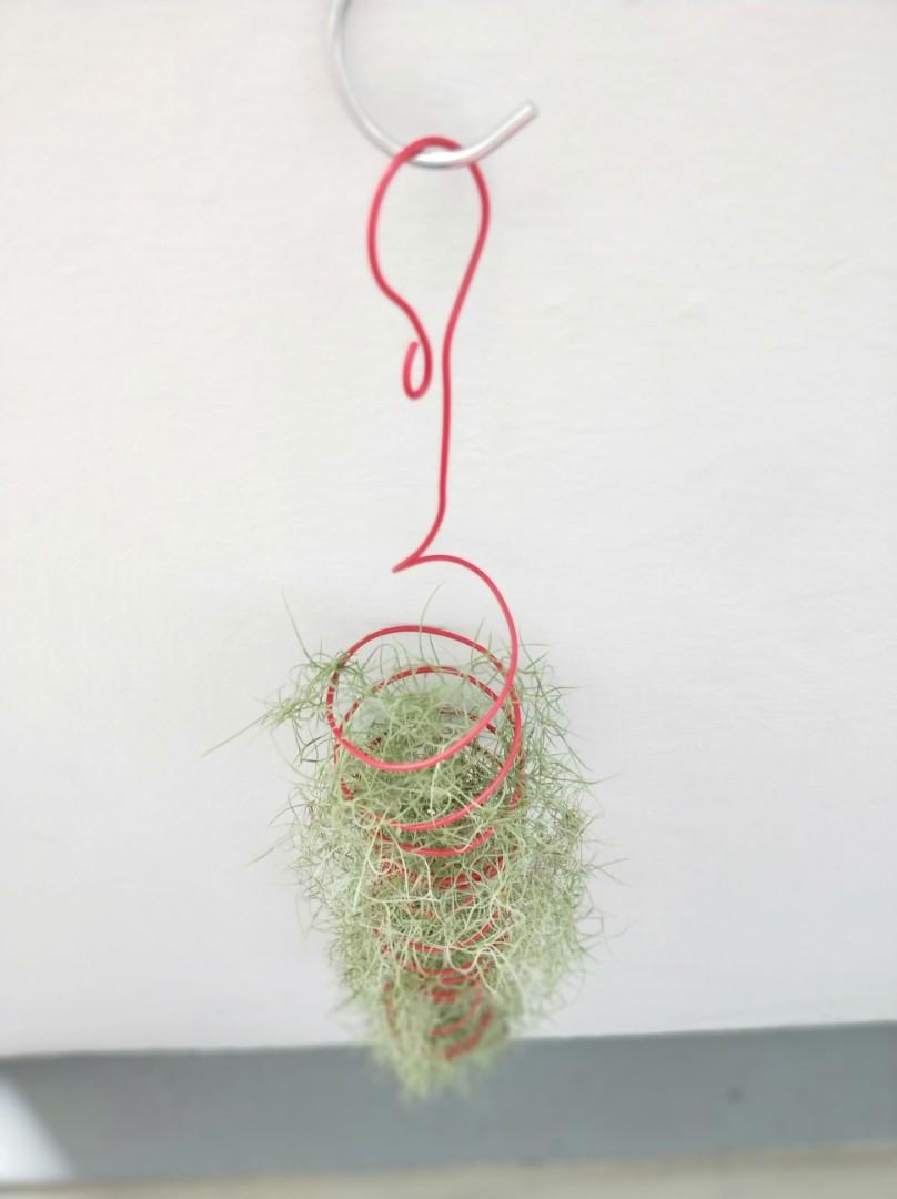 Spanish Moss, airplant, with red spiral holder., Furniture & Home