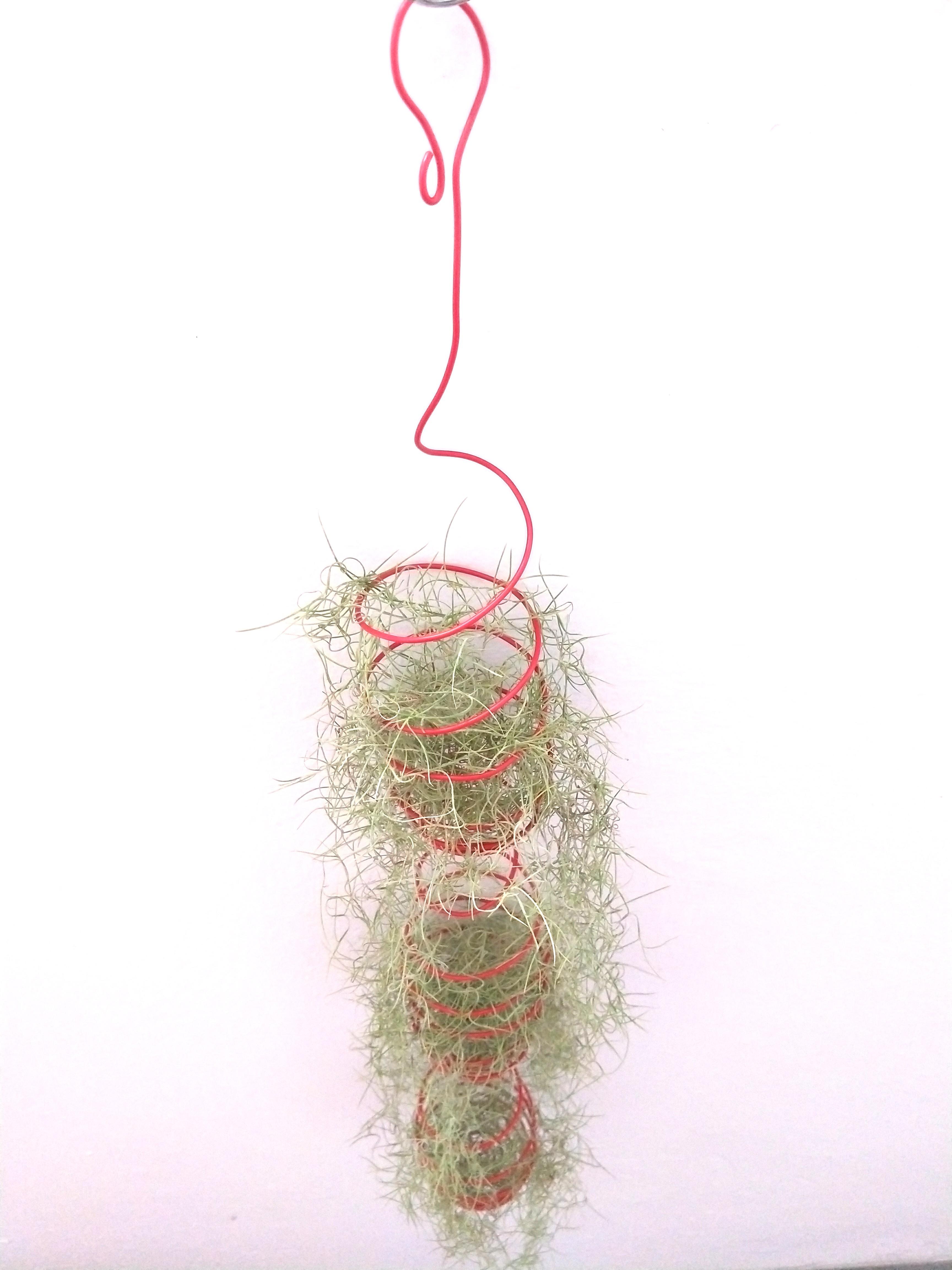 Spanish Moss, airplant, with red spiral holder., Furniture & Home