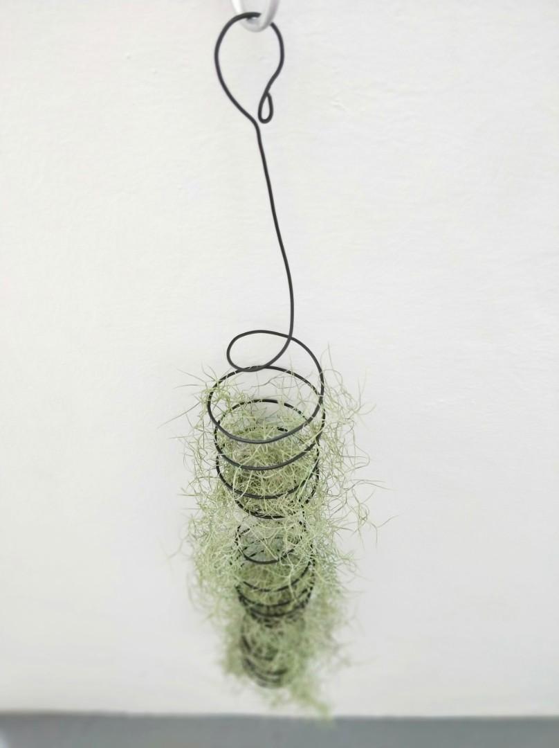 Spanish Moss with black spiral holder., Furniture & Home Living